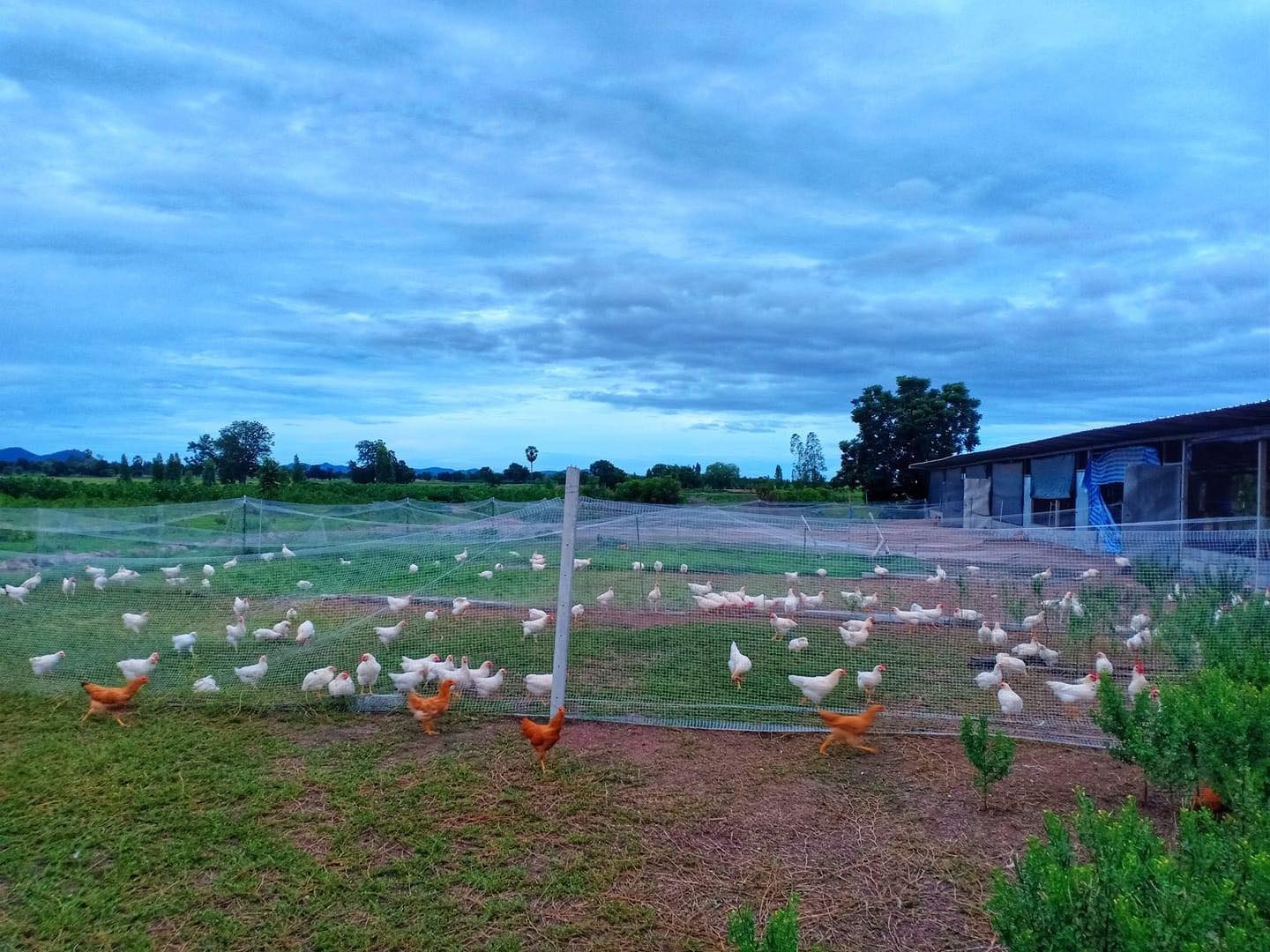 Organic Ground Chicken Gizzards